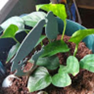 Meet your Posher, Johnnie